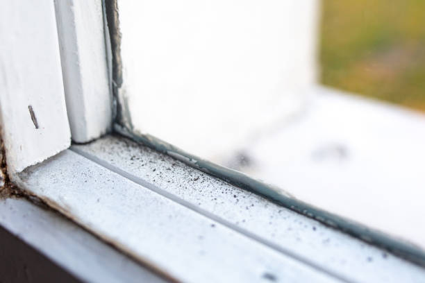 Best Mold-Related Health Consultation  in Rancho Mission Viejo, CA