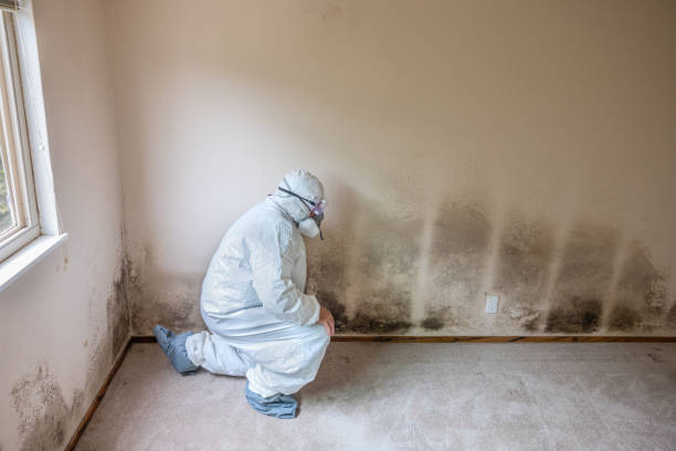 Best Mold Remediation for Healthcare Facilities  in Rancho Mission Viejo, CA