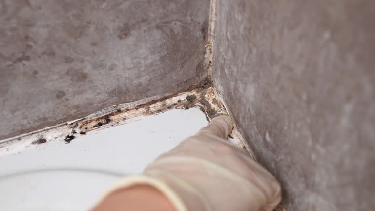 Mold Removal for HVAC Installations in Rancho Mission Viejo, CA