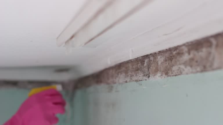 Best Industrial Mold Remediation  in Rancho Mission Viejo, CA